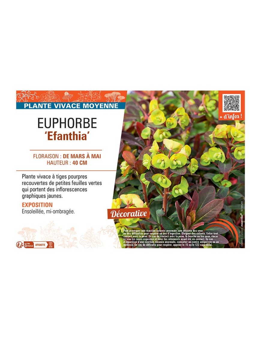 EUPHORBE EFANTHIA