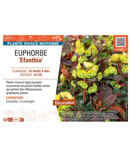 EUPHORBE EFANTHIA
