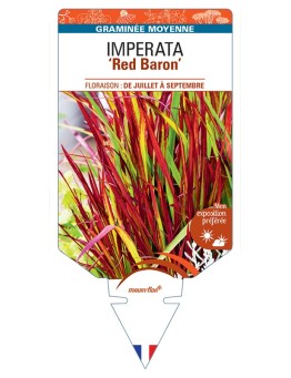 IMPERATA (cylindrica) Red Baron