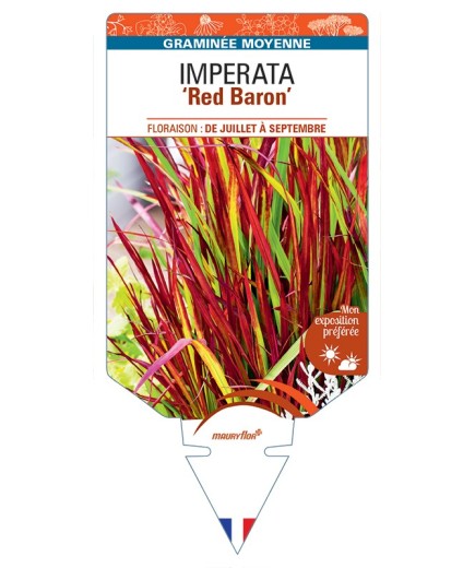 IMPERATA (cylindrica) Red Baron
