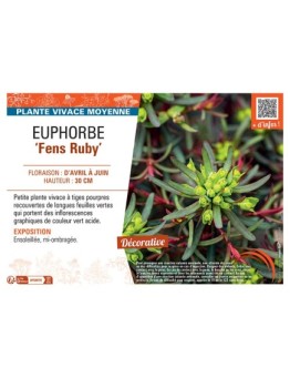 EUPHORBE FENS RUBY