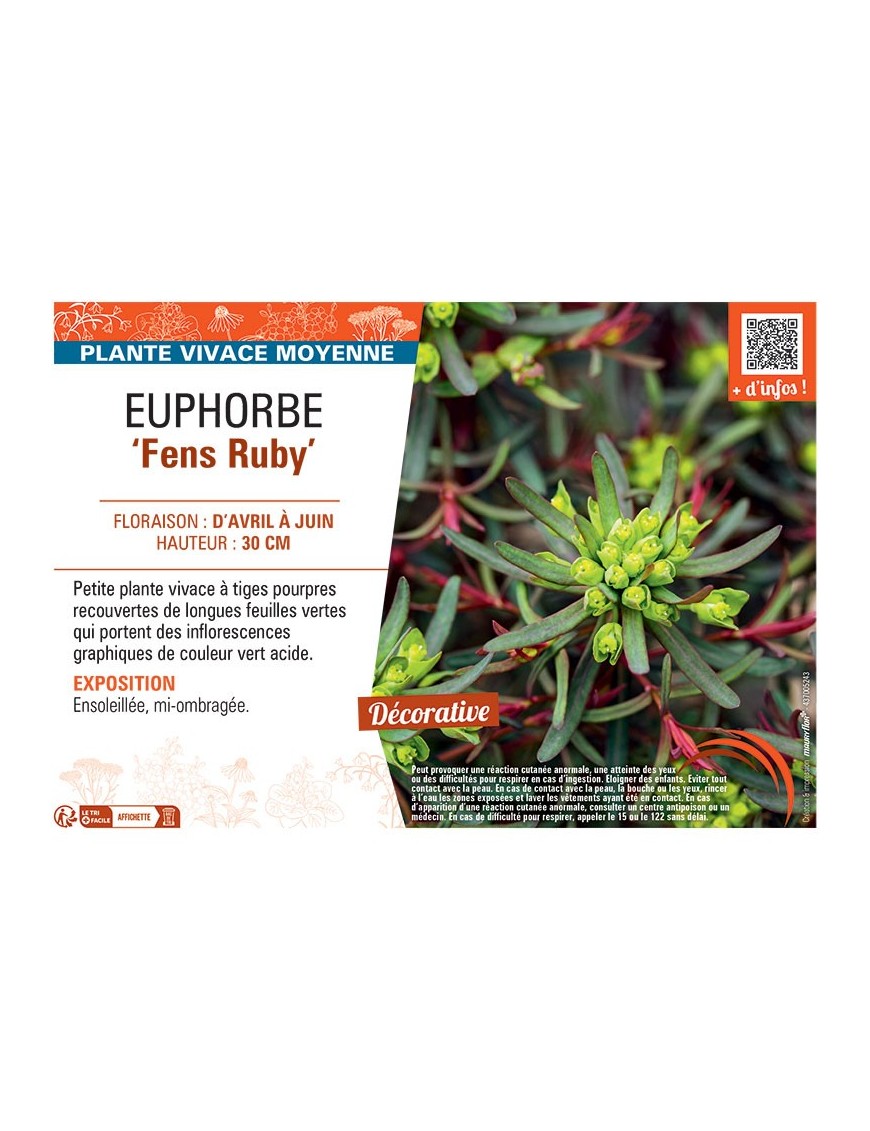 EUPHORBE FENS RUBY