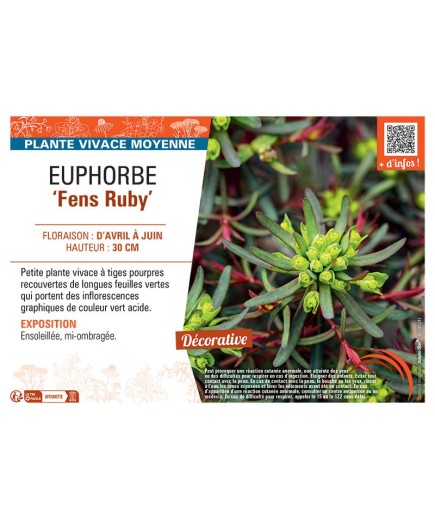 EUPHORBE FENS RUBY