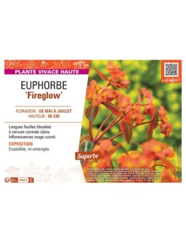 EUPHORBE FIREGLOW