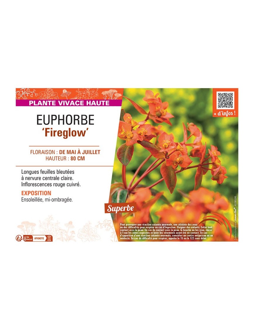 EUPHORBE FIREGLOW