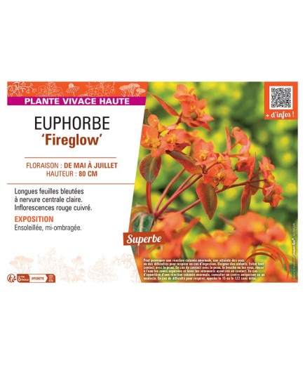 EUPHORBE FIREGLOW