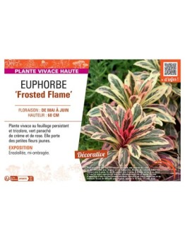 EUPHORBE FROSTED FLAME