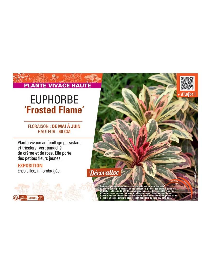 EUPHORBE FROSTED FLAME