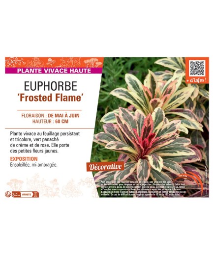 EUPHORBE FROSTED FLAME