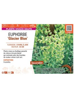 EUPHORBE GLACIER BLUE