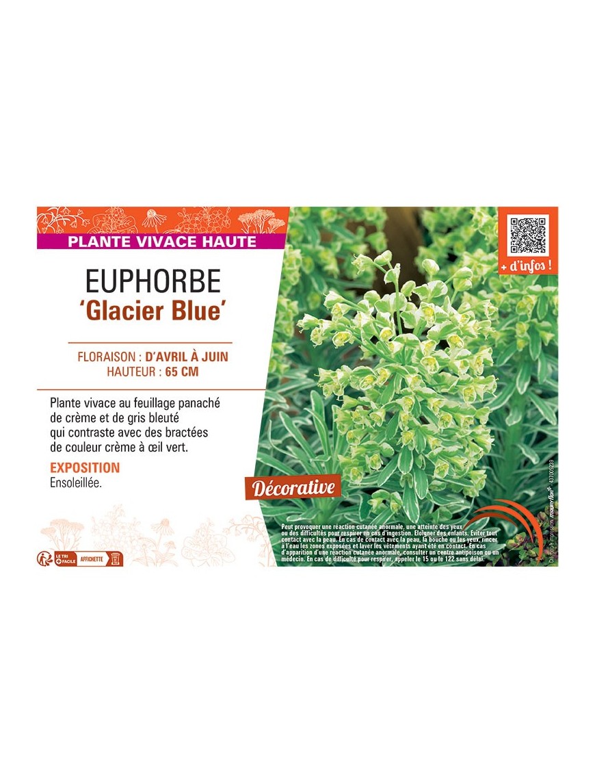 EUPHORBE GLACIER BLUE