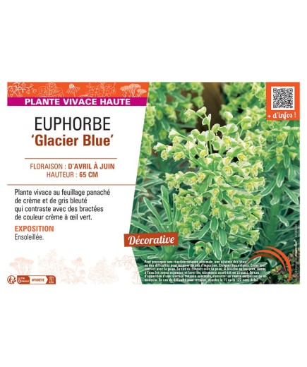 EUPHORBE GLACIER BLUE