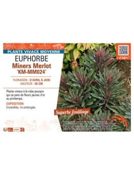 EUPHORBE MINERS MERLOT km-mm024