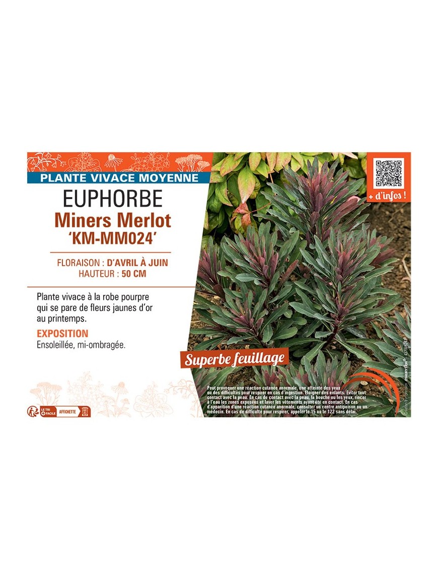 EUPHORBE MINERS MERLOT km-mm024