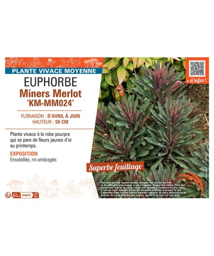 EUPHORBE MINERS MERLOT km-mm024