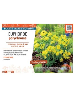 EUPHORBE POLYCHROME