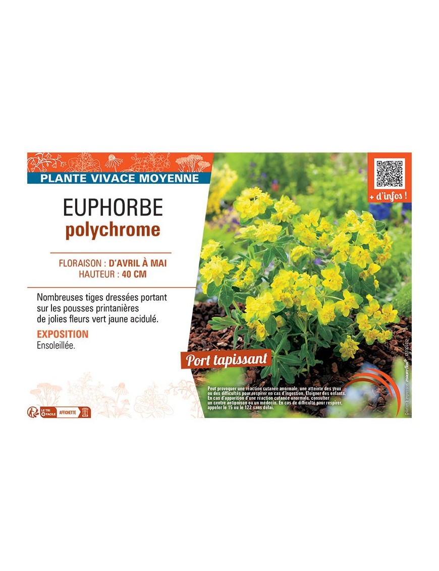 EUPHORBE POLYCHROME