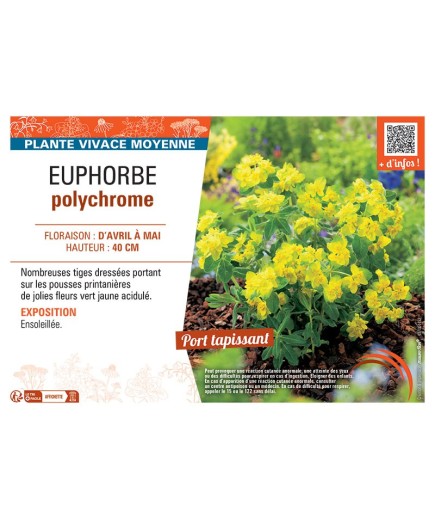 EUPHORBE POLYCHROME