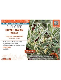 EUPHORBE SILVER SWAN Wilcott
