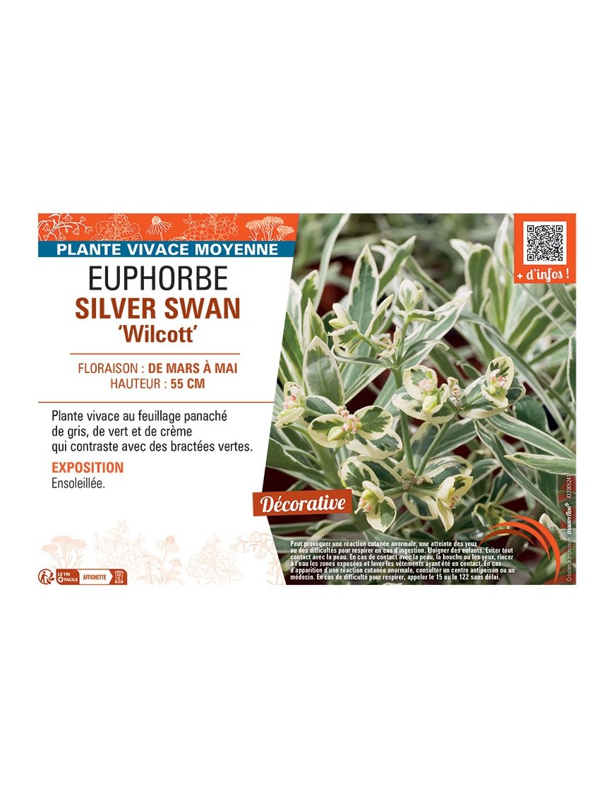 EUPHORBE SILVER SWAN Wilcott