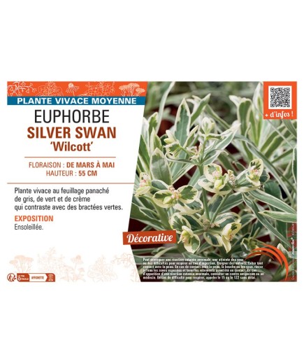 EUPHORBE SILVER SWAN Wilcott
