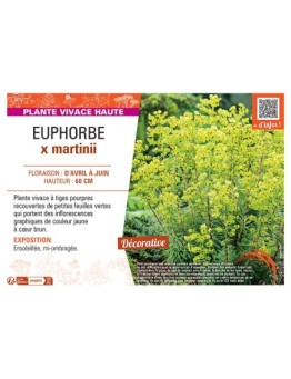 EUPHORBE X MARTINII
