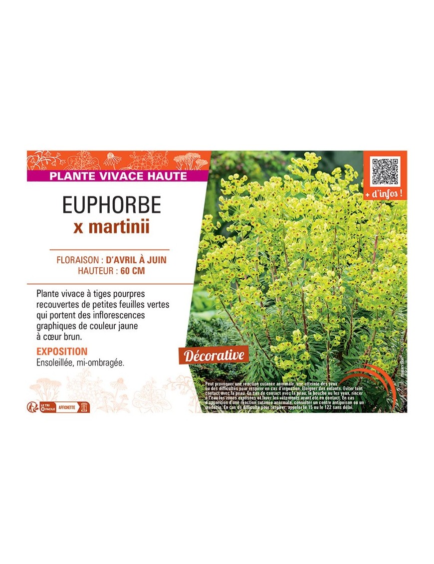 EUPHORBE X MARTINII