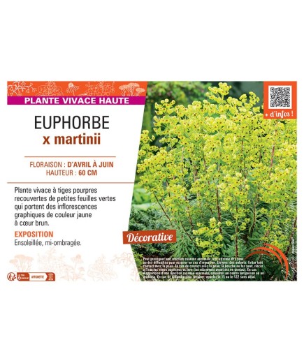EUPHORBE X MARTINII