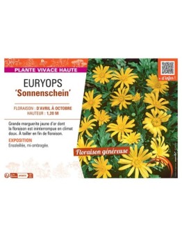 EURYOPS SONNENSCHEIN