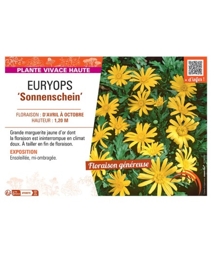 EURYOPS SONNENSCHEIN