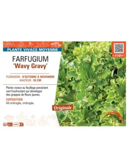 FARFUGIUM WAVY GRAVY