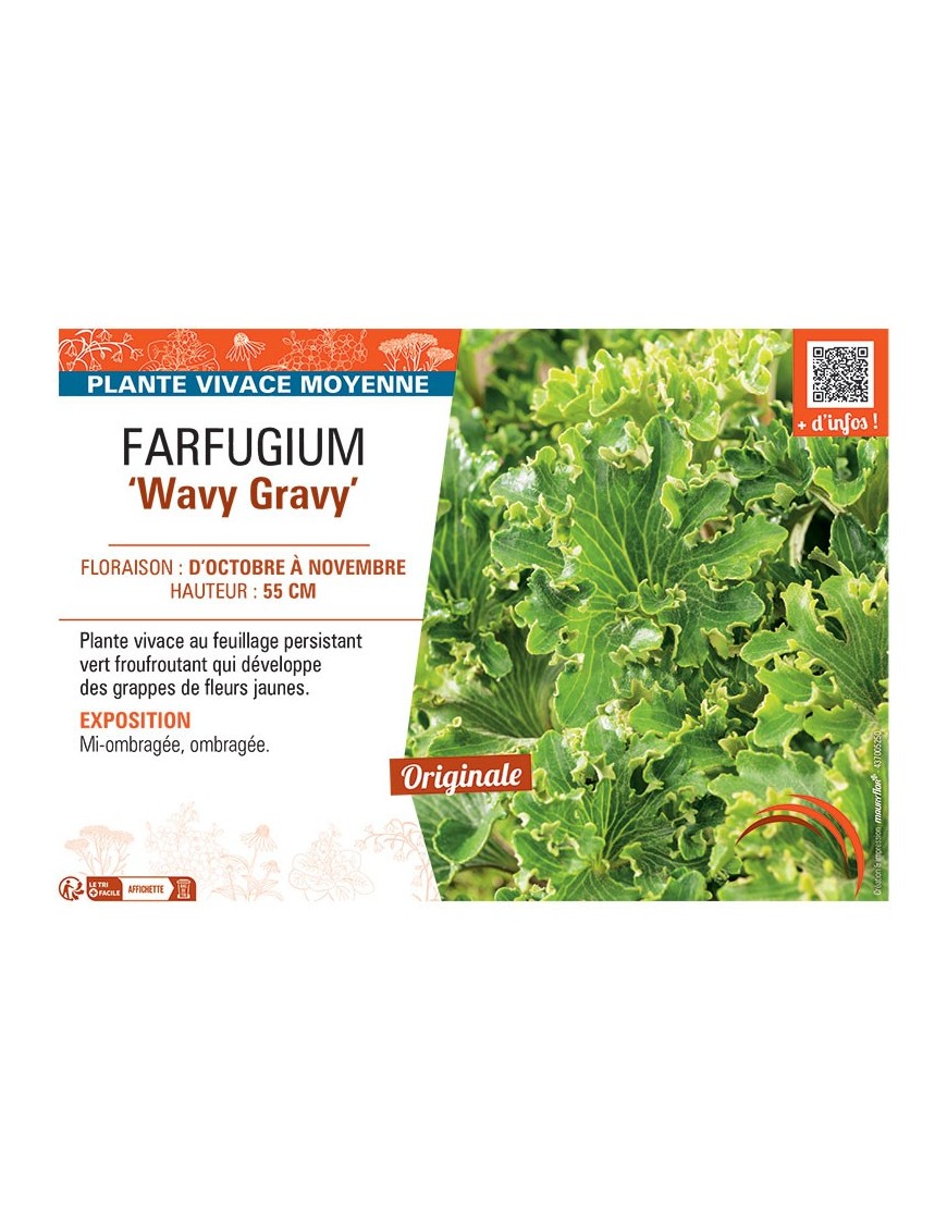 FARFUGIUM WAVY GRAVY