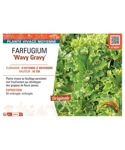 FARFUGIUM WAVY GRAVY