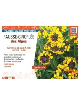 FAUSSE-GIROFLEE DES ALPES (jaune orangé)