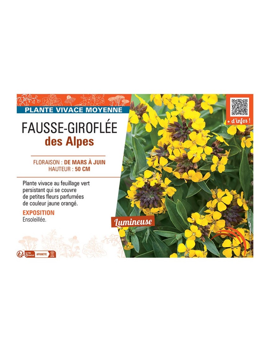 FAUSSE-GIROFLEE DES ALPES (jaune orangé)