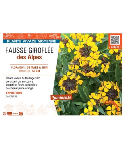 FAUSSE-GIROFLEE DES ALPES (jaune orangé)