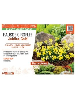 FAUSSE-GIROFLEE JUBILEE GOLD