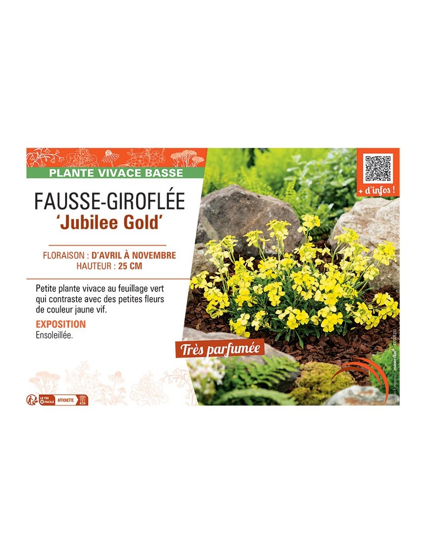 FAUSSE-GIROFLEE JUBILEE GOLD