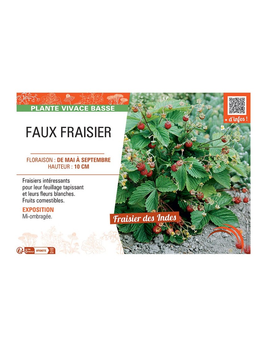 FAUX FRAISIER