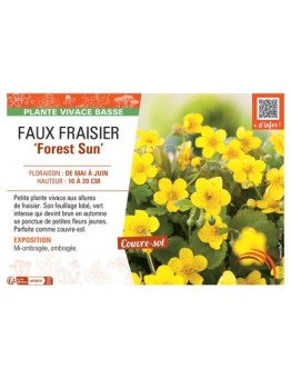 FAUX FRAISIER FOREST SUN