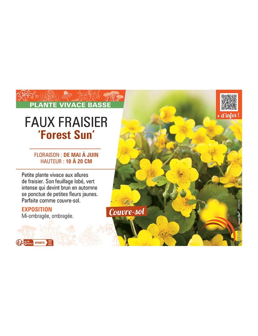 FAUX FRAISIER FOREST SUN