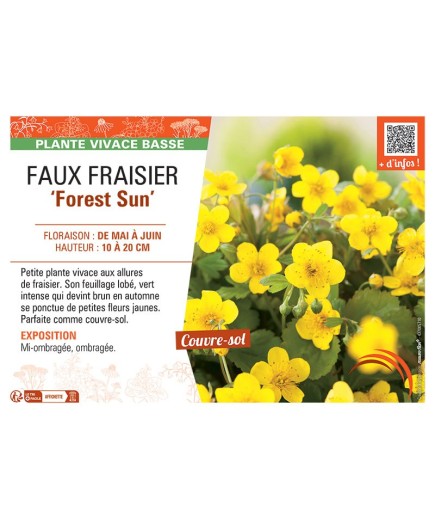 FAUX FRAISIER FOREST SUN