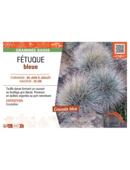 FETUQUE BLEUE