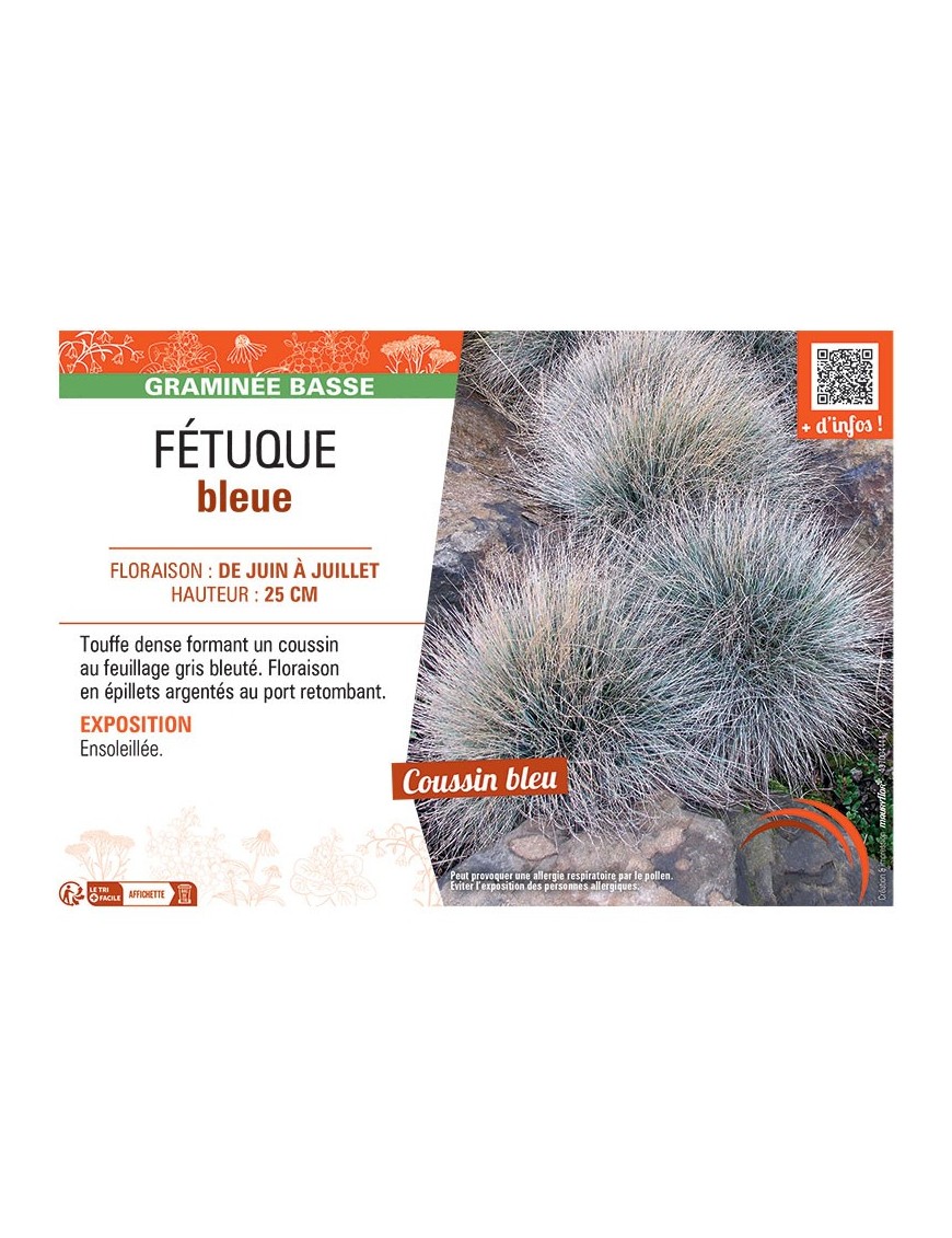 FETUQUE BLEUE