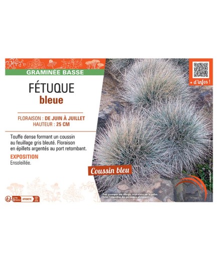 FETUQUE BLEUE
