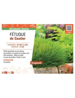 FETUQUE DE GAUTIER