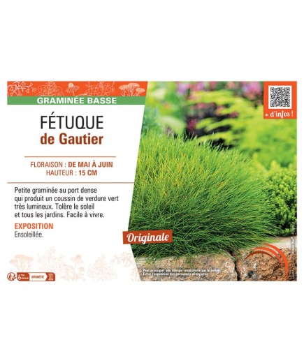 FETUQUE DE GAUTIER