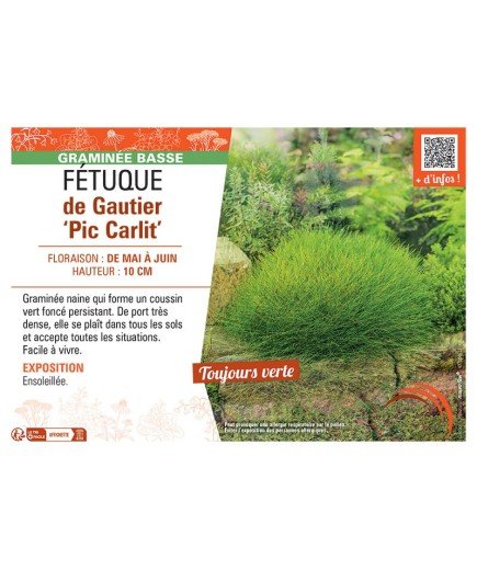 FETUQUE DE GAUTIER PIC GARLIT