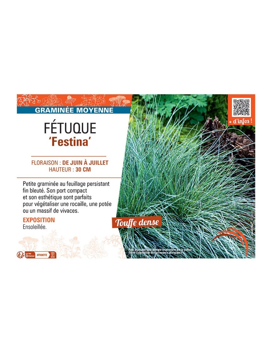 FETUQUE FESTINA