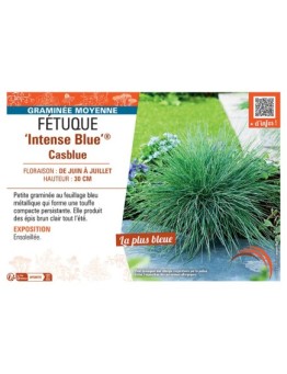 FETUQUE INTENSE BLUE® CASBLUE